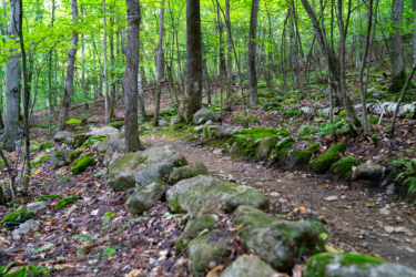 A winding dirt path surrounded by lush green trees and moss-covered rocks, creating a serene forest setting. The path is framed by larger stones and scattered leaves, inviting exploration in a peaceful natural environment. Hardy Road mountain bike trail.