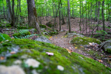 A serene forest scene featuring a winding dirt path surrounded by lush greenery and moss-covered rocks. Tall trees with vibrant green leaves frame the path, while scattered leaves cover the ground, creating a peaceful and natural atmosphere. Hardy Road mountain bike trail.