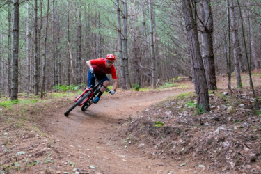 A mountain biker in a red shirt and helmet leans into a turn on a dirt trail surrounded by tall pine trees. The rider is focused and in motion, showcasing the thrill of biking in a forested area.