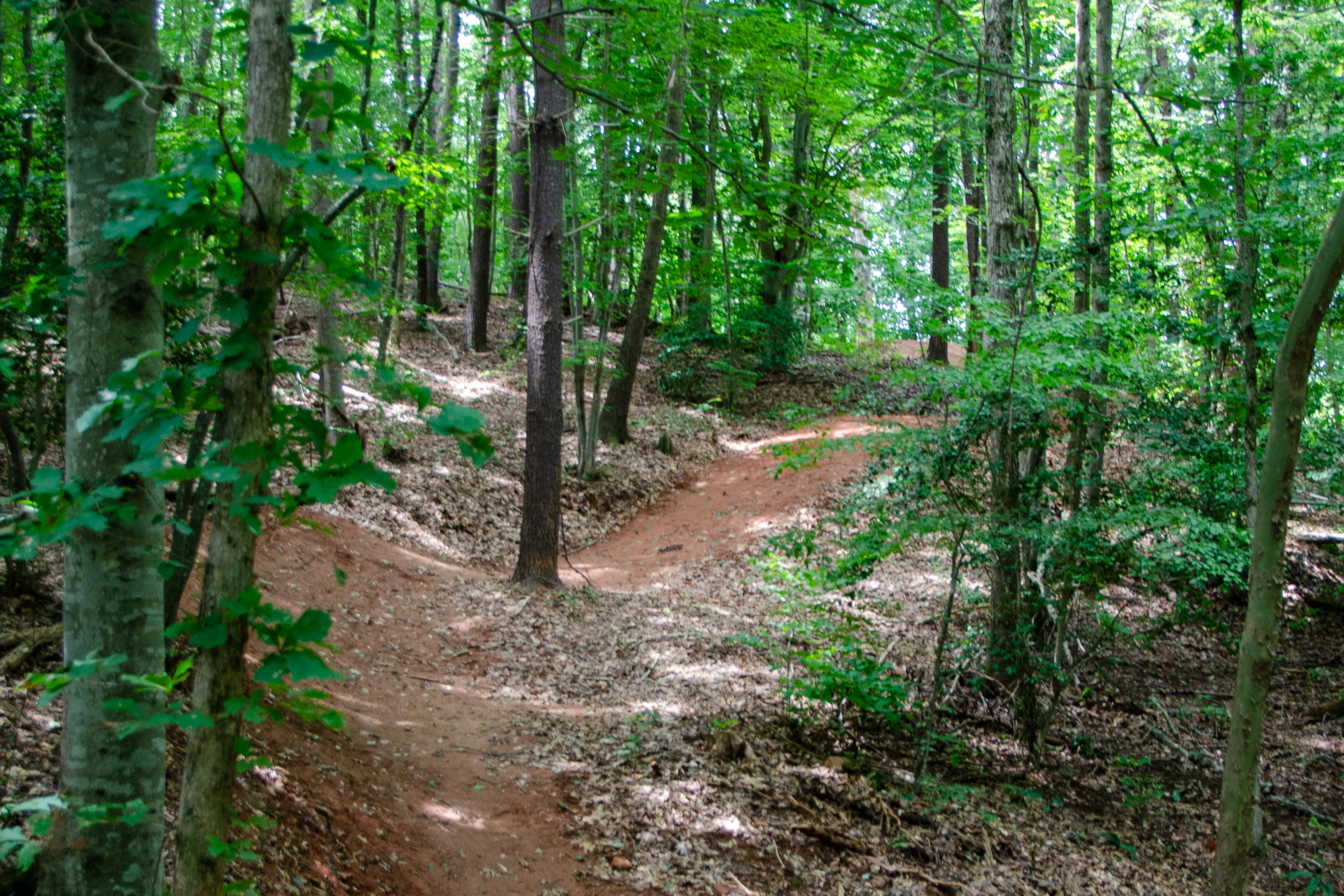 A winding dirt path through a lush green forest, surrounded by tall trees and scattered leaves on the ground, creating a peaceful, natural setting. Catawba Meadows Park mountain bike trail.