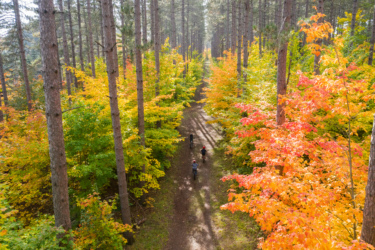 A scenic view of a forest path surrounded by tall pine trees and vibrant autumn foliage in shades of orange, yellow, and green. Three cyclists ride along the dirt path, enjoying the beauty of the fall landscape. Sunlight filters through the trees, casting soft shadows on the ground. Pinder mountain bike trail.