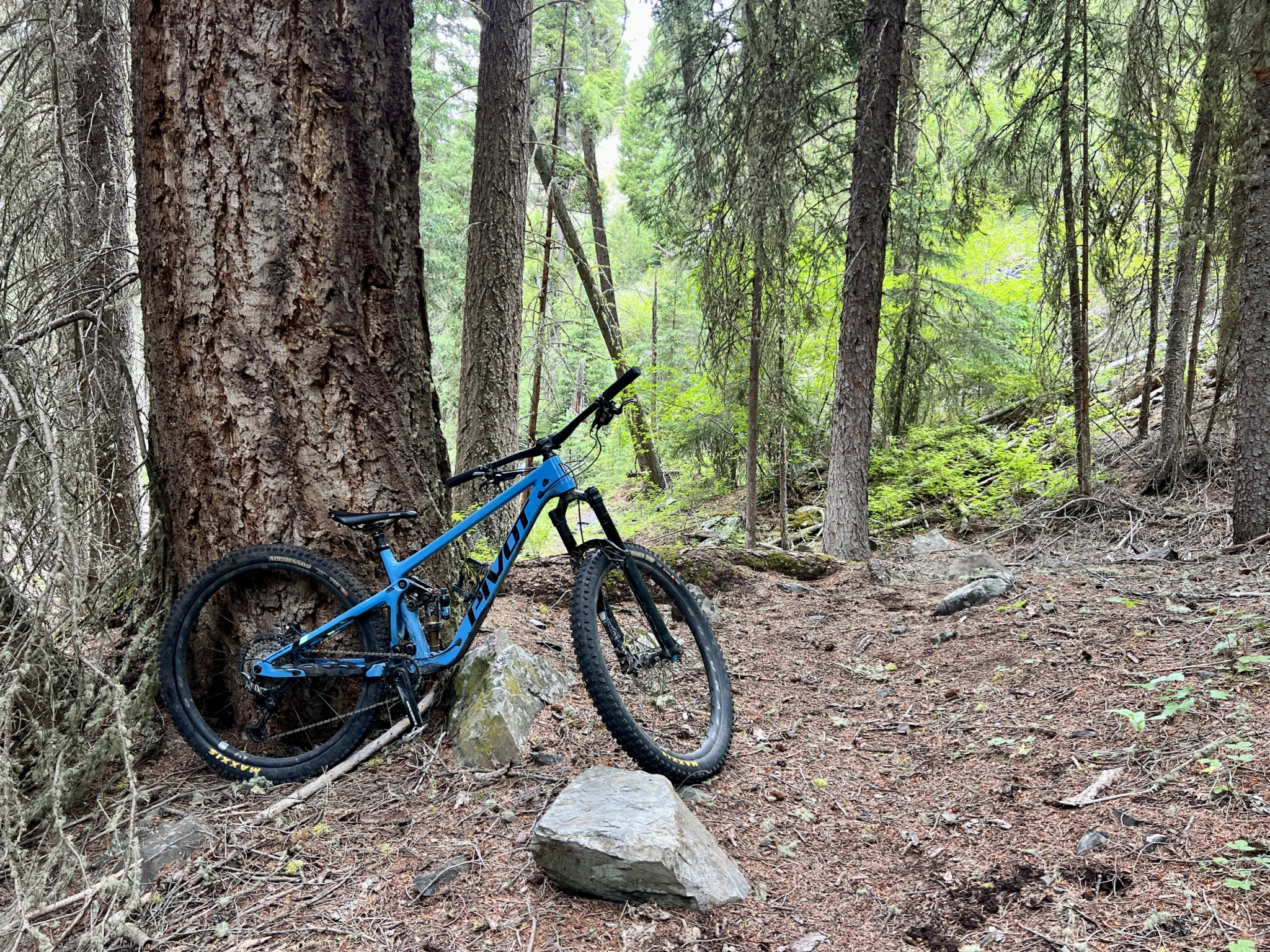 A blue mountain bike leaning against a large tree in a forested area, surrounded by pine trees and scattered rocks on the ground. The scene is tranquil, with lush green foliage in the background. 12 Mile Meadows Loop mountain bike trail.