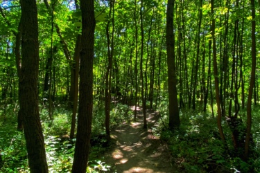 A sunlit trail winding through a dense forest of tall green trees, with sunlight filtering through the leaves and casting shadows on the dirt path. Lush greenery surrounds the trail, creating a serene natural atmosphere. Black Oak mountain bike trail.