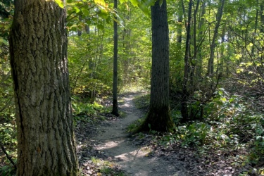A winding dirt path through a lush green forest, flanked by tall trees with textured bark and vibrant leaves, dappled sunlight filtering through the canopy. Naughton Trails mountain bike trail.