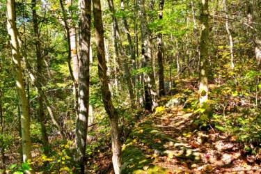 A natural woodland scene featuring tall trees with vibrant green leaves and patches of sunlight filtering through the canopy. The ground is covered with fallen leaves in shades of yellow and orange, and a large, moss-covered rock runs alongside a narrow path, indicating a gently sloping trail through the forest. Monestary Trails mountain bike trail.