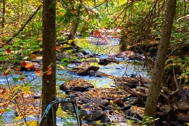 An overgrown forest scene featuring a clear stream flowing through rocks, surrounded by vibrant autumn foliage. In the foreground, an old, rusted metal object, possibly a vehicle door, is partially concealed by leaves and plants. Monestary Trails mountain bike trail.