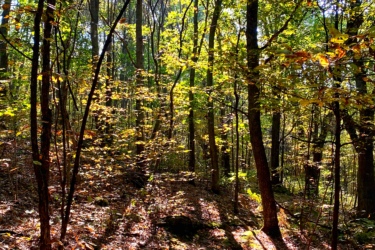 A serene forest scene with tall trees illuminated by sunlight filtering through the leaves. The ground is covered with a mix of fallen leaves and moss, creating a rich, earthy texture. Long shadows stretch across the forest floor, adding depth to the tranquil atmosphere. Forest Lea Trail System mountain bike trail.
