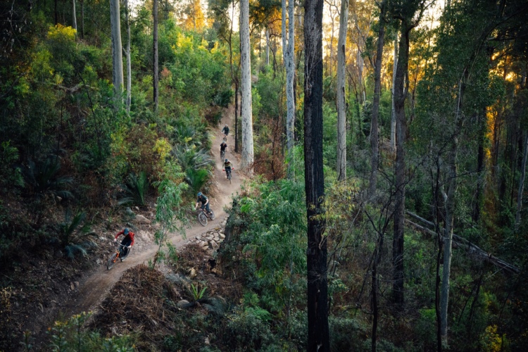 Mountain bikers navigate a winding dirt trail through a lush forest, surrounded by tall trees and greenery. The scene is illuminated by the warm glow of sunset, enhancing the natural beauty of the outdoor setting.