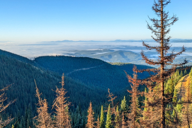 A scenic view of a mountainous landscape featuring lush green forests and a vast expanse of blue sky. The foreground includes a mix of evergreen trees and some with brown foliage, indicating varying health. In the distance, rolling hills extend towards a layer of fog, creating a tranquil and picturesque atmosphere.