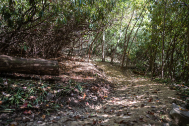 A winding dirt path through a dense forest, surrounded by lush greenery, fallen leaves, and logs. Sunlight filters through the trees, illuminating the trail that leads deeper into the woods. Needleseye Park mountain bike trail.