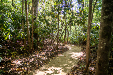 A winding dirt path surrounded by lush green foliage and trees, creating a serene and tranquil atmosphere in the woods. Sunlight filters through the leaves, casting dappled shadows on the ground. Needleseye Park mountain bike trail.