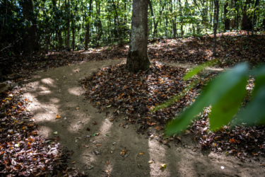 A winding dirt path through a wooded area, with scattered fallen leaves on the ground and dappled sunlight filtering through the trees. A tree stands at the edge of the path, surrounded by leaf litter. Needleseye Park mountain bike trail.