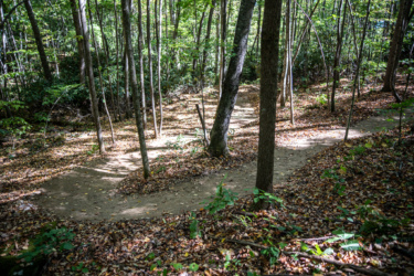 A winding dirt path through a wooded area, surrounded by tall trees and scattered autumn leaves on the ground. Sunlight filters through the foliage, creating dappled light on the trail. Needleseye Park mountain bike trail.