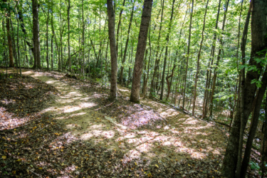 A winding dirt path through a lush green forest, surrounded by tall trees and scattered leaves on the ground, with dappled sunlight filtering through the leaves.
