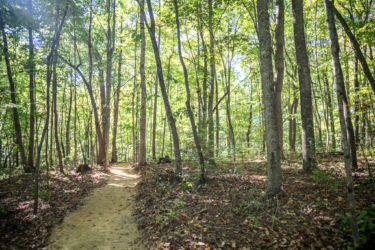 A sunlit wooded path winding through a dense forest, surrounded by tall trees with vibrant green leaves and patches of sunlight filtering through the canopy. The ground is covered in dirt and scattered leaves, inviting exploration. Needleseye Park mountain bike trail.