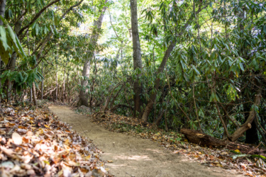 A winding dirt path through a lush green forest, surrounded by trees and rich foliage, with fallen leaves scattered along the trail. Needleseye Park mountain bike trail.