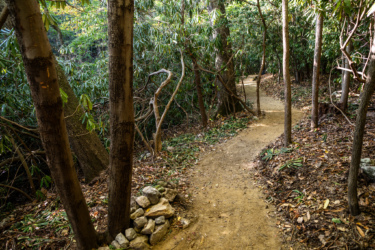 A winding dirt path through a lush forest, flanked by tall trees and dense greenery. The trail is surrounded by fallen leaves and small rocks, with sunlight filtering through the canopy above, creating a serene and inviting atmosphere.