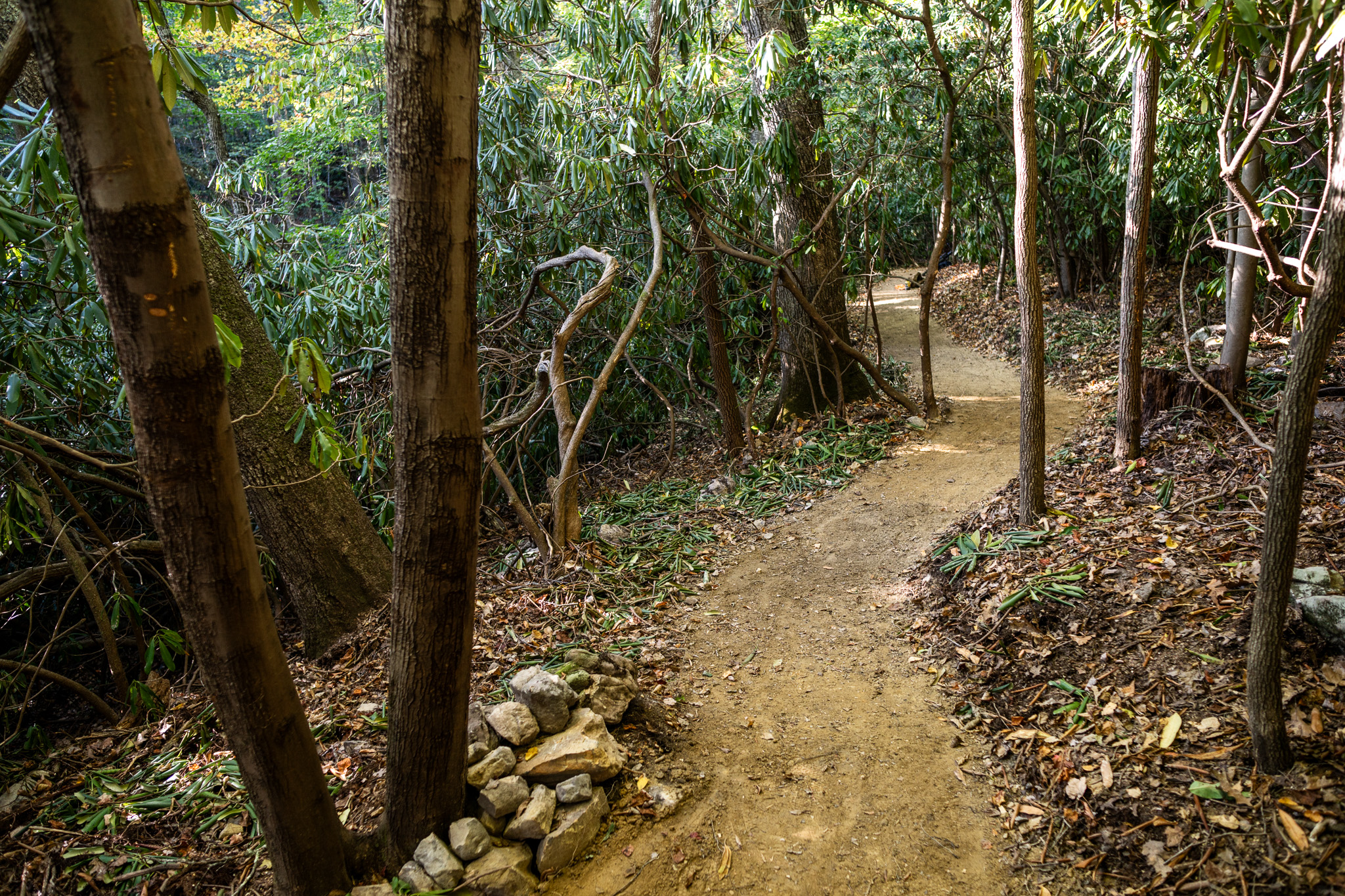 A winding dirt path through a lush forest, flanked by tall trees and dense greenery. The trail is surrounded by fallen leaves and small rocks, with sunlight filtering through the canopy above, creating a serene and inviting atmosphere.