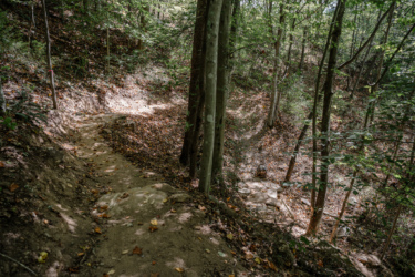 A winding dirt path through a wooded area, surrounded by trees and scattered autumn leaves on the ground. The sunlight filters through the foliage, creating a serene and natural atmosphere. Needleseye Park mountain bike trail.
