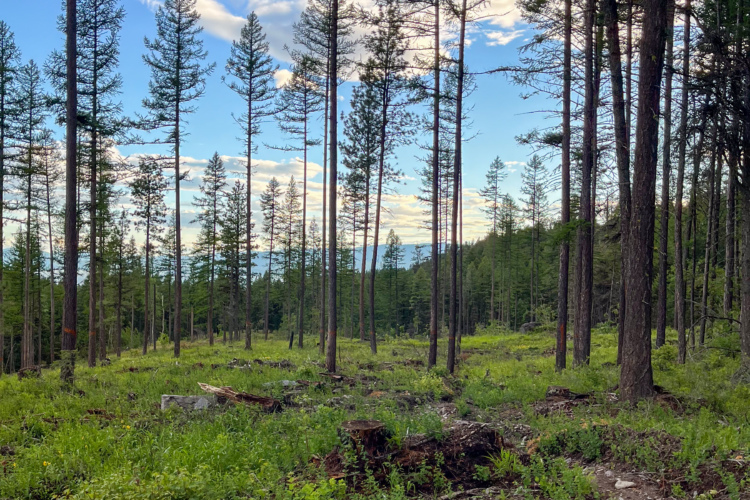 A scenic view of a forest with tall, slender trees under a blue sky. The foreground features a grassy area with scattered logs and stumps, indicating recent clearing. Lush greenery surrounds the trunks of evergreen trees, while a few clouds are visible in the sky. The landscape is peaceful and natural, showcasing a mix of trees and open space.
