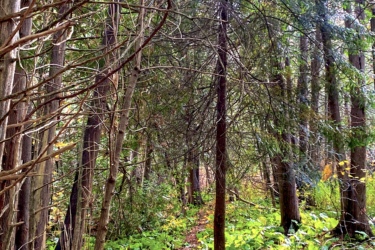 A narrow, winding path through a dense forest, surrounded by tall trees and patches of green foliage. The ground is covered with fallen leaves, showcasing autumn colors. Sunlight filters through the tree branches, creating a dappled light effect on the forest floor. Forks of the Credit mountain bike trail.
