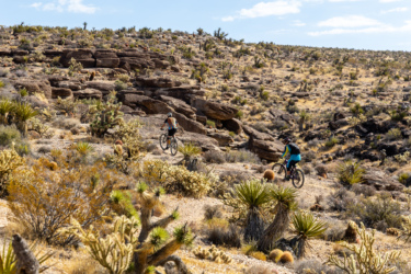 Two mountain bikers ride through a rugged desert landscape filled with cacti and rocky formations under a clear blue sky. The terrain is arid, showcasing various desert vegetation and shrubs. Cowboy Trails mountain bike trail.