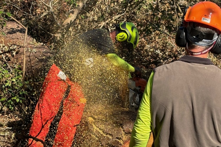 A person in protective gear operates a chainsaw on a fallen tree, sending wood chips and sawdust flying. Another worker, wearing a helmet and safety vest, observes from behind. The scene is set in a wooded area with trees and brush in the background.