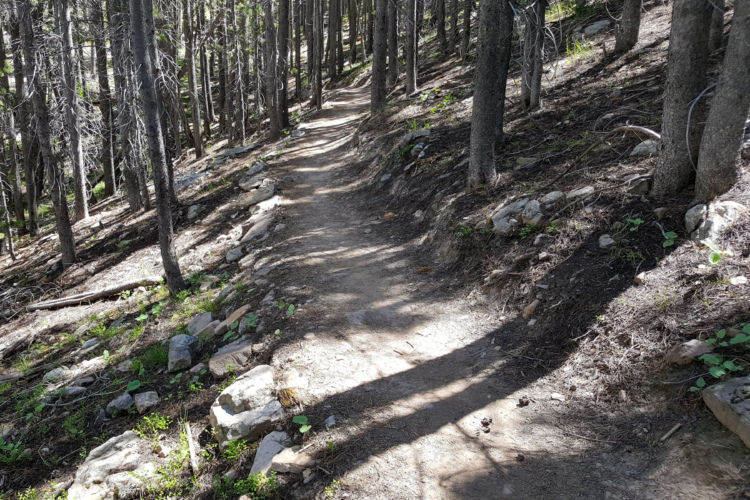 A winding dirt trail meandering through a forest, surrounded by tall trees and scattered rocks. Sunlight filters through the foliage, casting shadows on the ground. The path is slightly uneven, with patches of greenery visible along the edges.