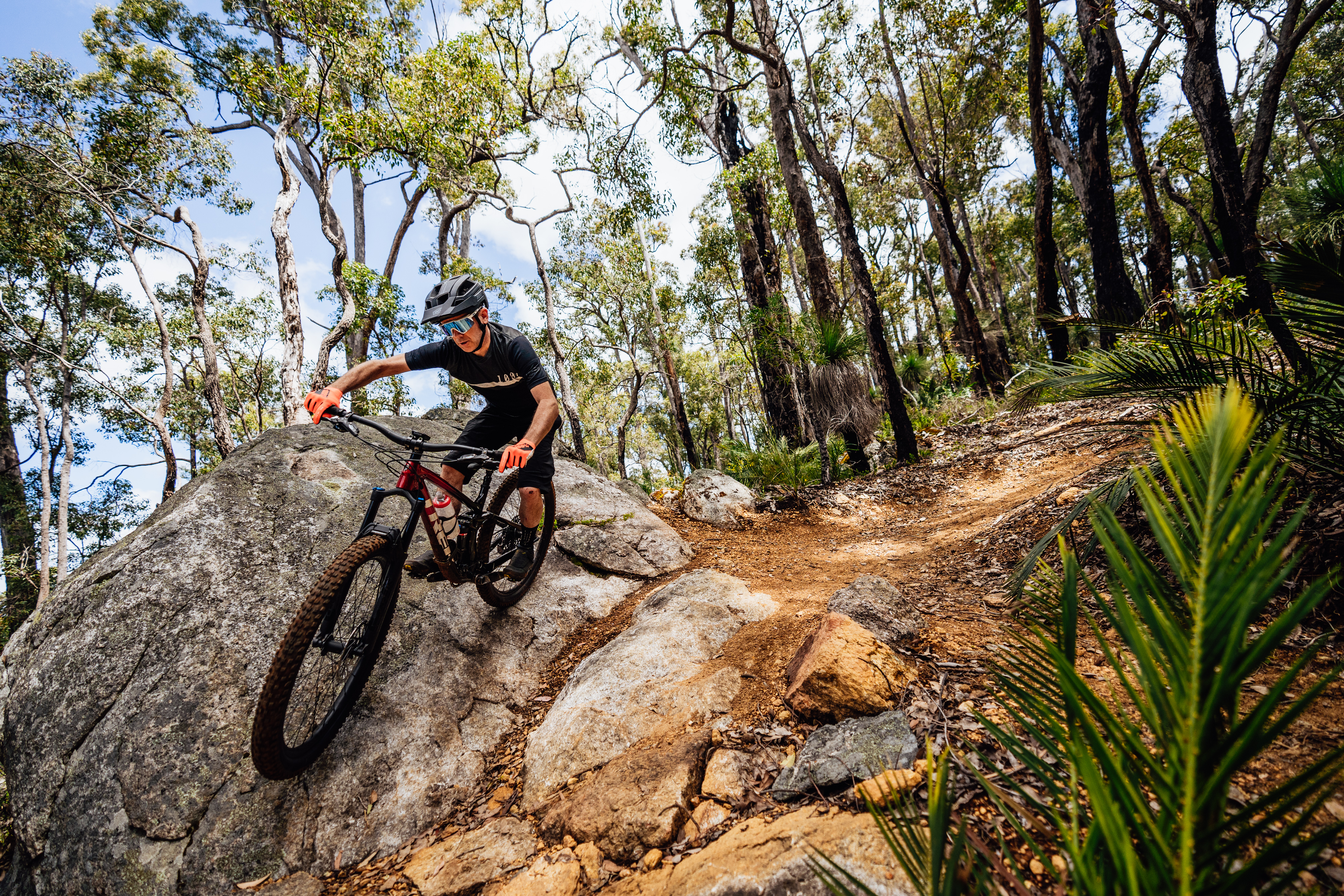 A mountain biker skillfully navigates a rocky trail in a lush forest, leaning into the turn while riding a red and black bike. Sunlight filters through the trees, highlighting the vibrant greenery and rugged terrain. Wellington National Park mountain bike trail.