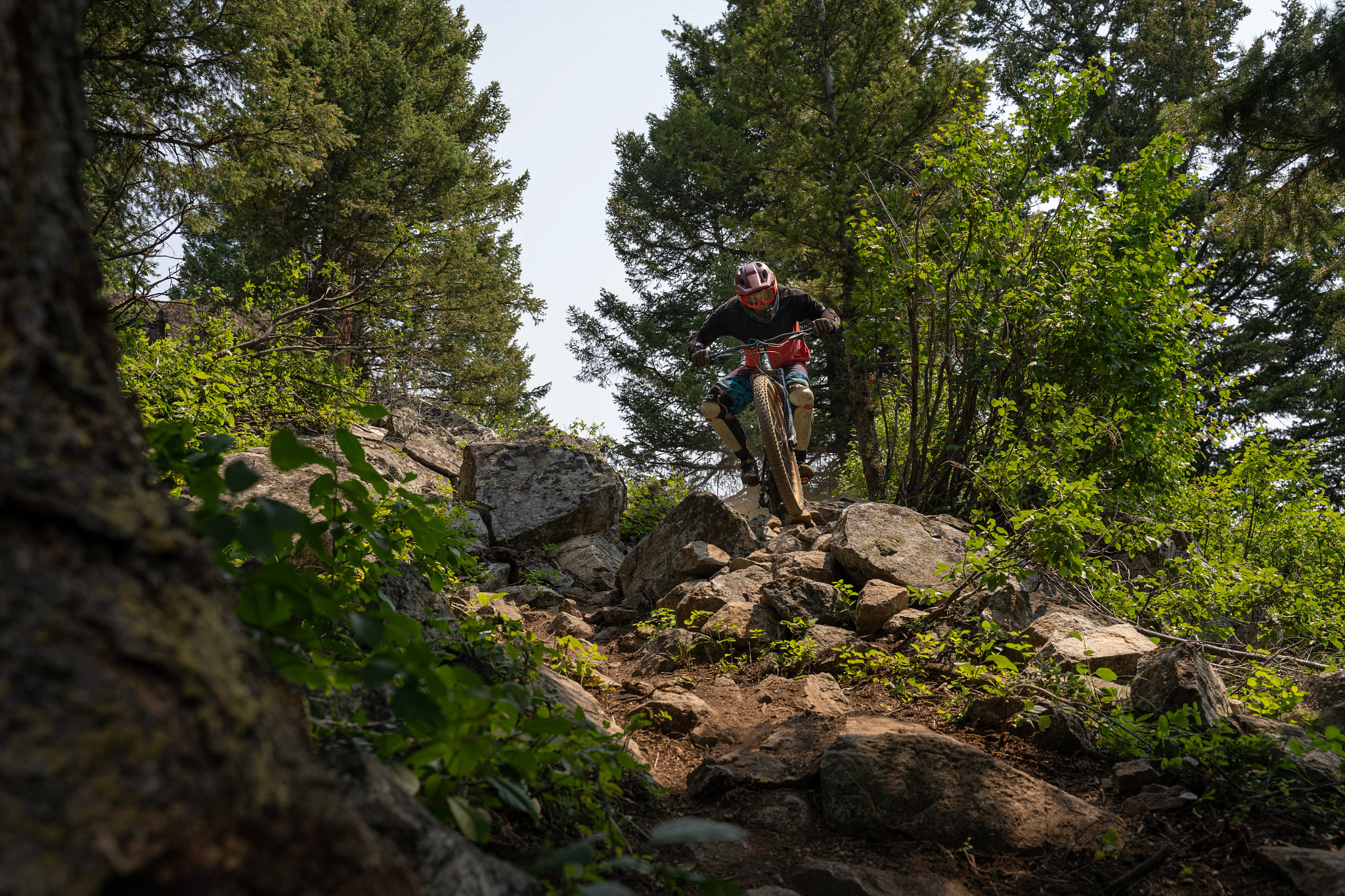 A mountain biker navigating a rocky trail in a forested area, surrounded by trees and greenery. The rider is airborne, showcasing their skills on a rugged terrain. Dirty Harry mountain bike trail.