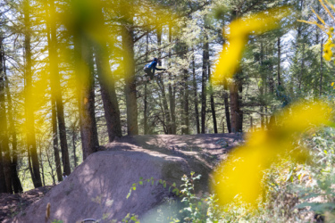 A mountain biker jumps off a dirt ramp surrounded by tall trees, with vibrant yellow flowers in the foreground. The scene captures the excitement of outdoor biking in a lush forest setting. Deer Jumps mountain bike trail.