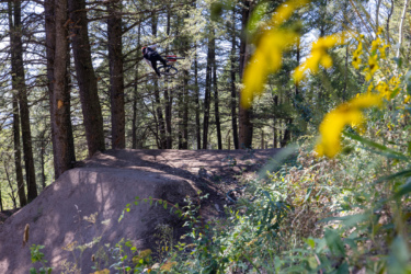 A mountain biker performing a mid-air jump over a dirt ramp in a forested area. Trees surround the scene, with glimpses of green foliage and wildflowers in the foreground, capturing the adventurous spirit of outdoor biking. Deer Jumps mountain bike trail.