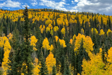 A vibrant landscape featuring dense forested hills, with an array of yellow aspen trees contrasting against dark green conifers under a partly cloudy sky. The scene captures the beauty of autumn foliage in a mountainous region. Cutthroat Trail mountain bike trail.