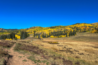 A scenic landscape featuring rolling hills covered in vibrant autumn foliage, primarily yellow and green, under a clear blue sky. A dirt path leads through the foreground, bordered by patches of dry grass and sparse vegetation, while dense clusters of evergreen trees contrast with the colorful backdrop. Cutthroat Trail mountain bike trail.