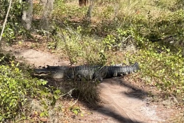 A large alligator resting on a dirt path surrounded by greenery and tall grass in a natural setting. Balm Boyette Scrub Preserve mountain bike trail.