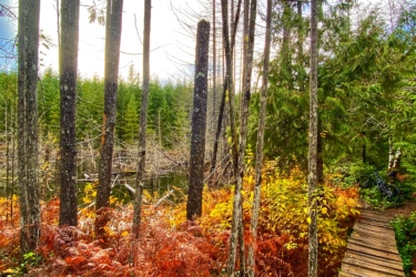 A scenic view of a forest path lined with vibrant autumn foliage, featuring tall trees and rich red ferns. A wooden walkway winds through the vegetation, leading towards a body of water visible in the background. The sky is bright and cloudy, creating a tranquil outdoor atmosphere. 42nd Street mountain bike trail.