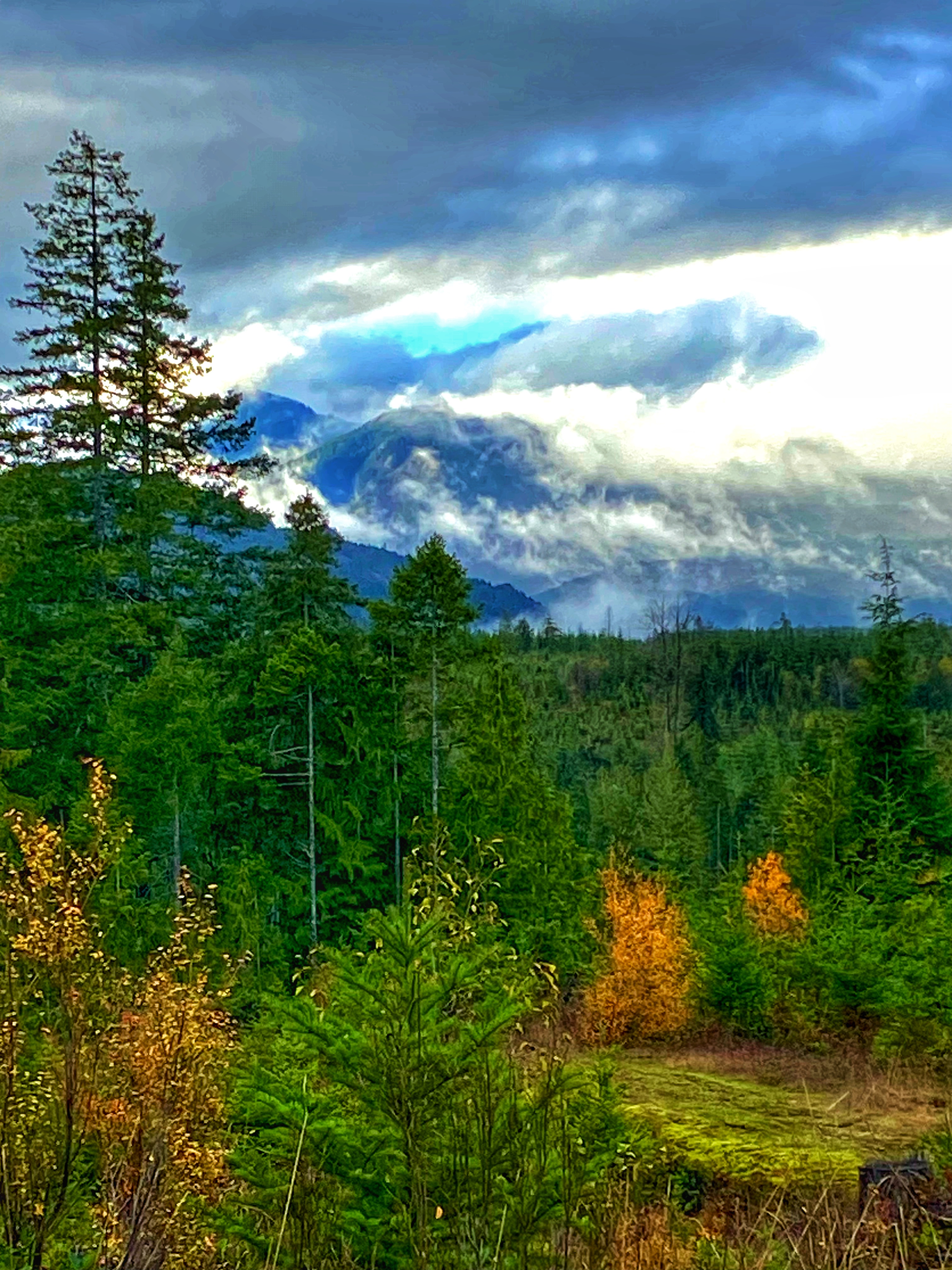 A scenic view of a lush green forest with various coniferous trees in the foreground, transitioning into a mountainous background partially cloaked in clouds. The sky shows a mix of blues and grays, and hints of autumn colors are visible in the trees amid the greenery. 42nd Street mountain bike trail.