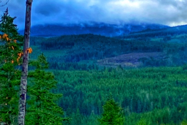 A panoramic view of a dense forest, featuring various shades of green coniferous trees. In the background, rolling hills are partially obscured by gray clouds, creating a moody atmosphere. A few tall, bare tree stumps stand prominently in the foreground, contrasting with the lush greenery surrounding them. 42nd Street mountain bike trail.