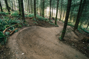 A winding dirt trail through a dense forest of tall evergreen trees, with exposed roots and ferns lining the path. The trail features curved sections, suggesting a designed track for mountain biking or hiking. Soft sunlight filters through the trees in the background, illuminating the forest floor. Blue Ribbon mountain bike trail.