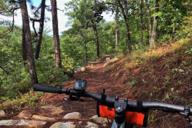 An image showing a mountain biking trail surrounded by dense greenery. The view is from the perspective of a cyclist, highlighting the handlebars of a bike. The trail is lined with rocks and a carpet of pine needles, leading into a lush forest. Bright green trees and some patches of sunlight are visible in the background, indicating a sunny day. Chilhowee mountain bike trail.