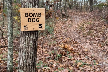 A wooden sign reading "BOMB DOG" affixed to a tree trunk, with a dirt path visible in the background, surrounded by autumn foliage and fallen leaves. The scene is set in a wooded area under a clear blue sky. Bomb Dog mountain bike trail.