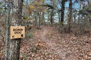 A wooden sign reading "BOMB DOG" attached to a tree, with a forest trail covered in fallen leaves visible in the background. The scene depicts a natural setting with trees shedding their autumn foliage. Bomb Dog mountain bike trail.
