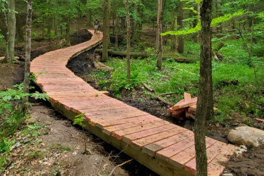 A winding wooden boardwalk path through a lush green forest, surrounded by trees and foliage, leading into the distance.