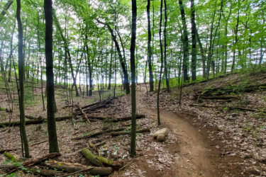 A winding dirt path through a lush green forest, surrounded by tall trees and scattered fallen branches. Sunlight filters through the canopy, illuminating the vibrant foliage and creating a serene, natural atmosphere. The Dragon mountain bike trail.
