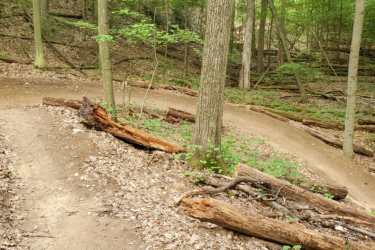 A winding dirt trail through a lush forest, surrounded by green trees and scattered fallen leaves. The trail curves to the right and is flanked by logs and greenery, creating a serene natural setting. The Dragon mountain bike trail.