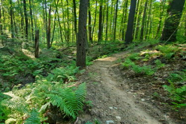 A winding dirt path surrounded by lush green ferns and tall trees in a sunlit forest. The Dragon mountain bike trail.