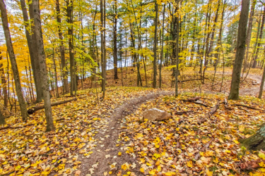 A winding dirt path through a forest adorned with vibrant autumn leaves. The ground is covered in a thick layer of yellow and orange foliage, while the trees display bright yellow leaves against a backdrop of green. A large rock and fallen branches are visible along the trail, with a hint of water reflecting through the trees in the distance. The Dragon mountain bike trail.