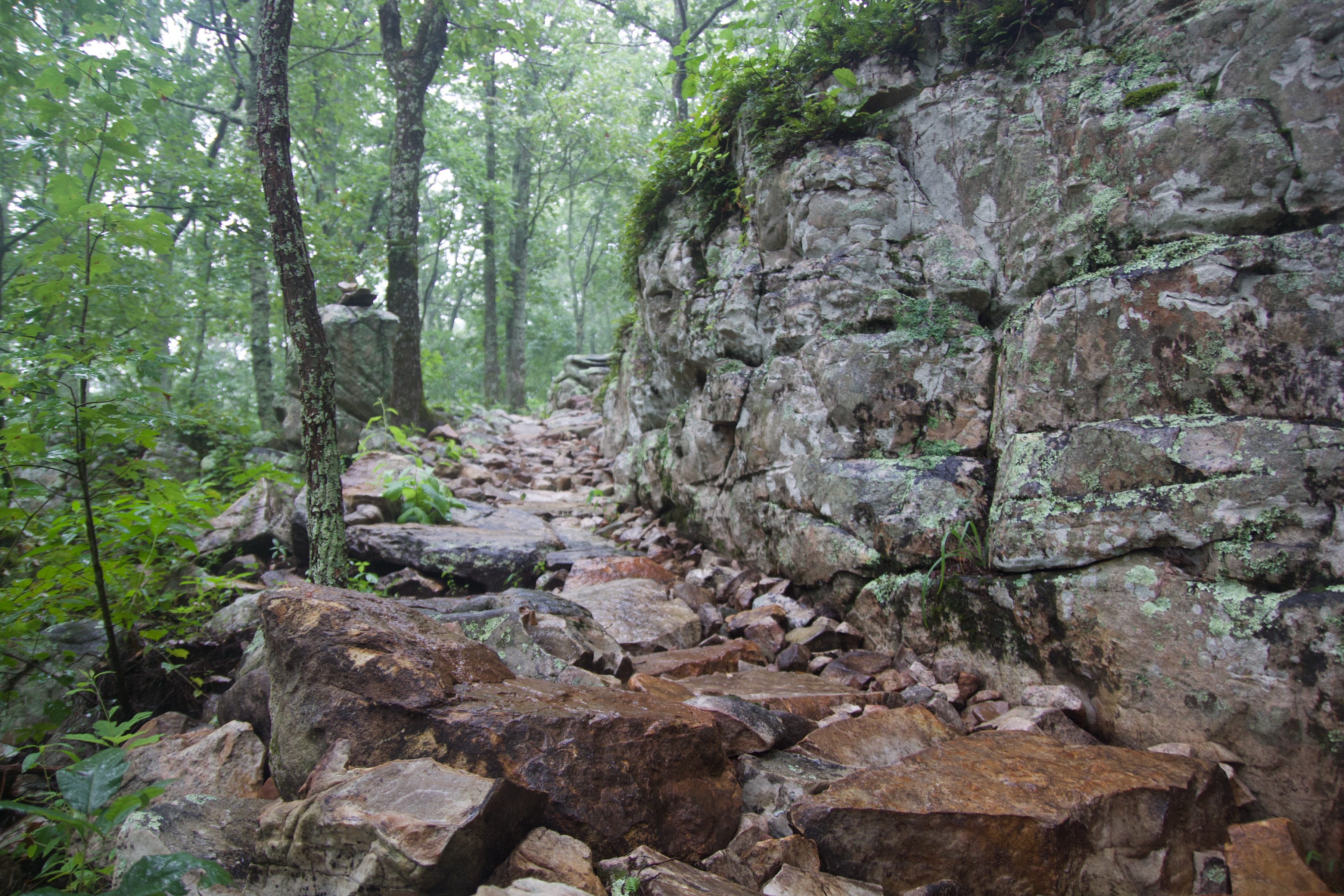 Alt text: A rocky path winding through a lush green forest, with large stones on the ground and moss-covered rocks along the sides, under a canopy of trees. Rock Slot mountain bike trail.