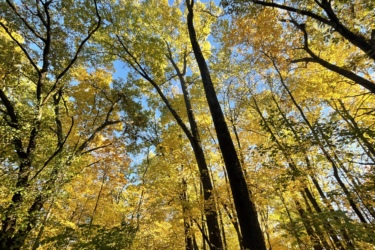 A vibrant forest scene with tall trees displaying bright yellow autumn leaves against a clear blue sky. The view is from below, looking upward, capturing the beauty of the fall foliage and the intricate branches of the trees. A pathway is visible, partially covered with fallen leaves, inviting exploration. DTE Energy Foundation Trail mountain bike trail.