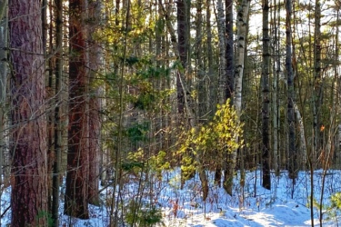 A sunlit forest path winding through tall trees, with a blanket of snow covering the ground. The scene features a mix of evergreen and birch trees, with sunlight filtering through the branches, creating a serene winter atmosphere. Larose Forest mountain bike trail.